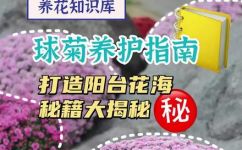 球菊的养殖方法(1. 球菊养护指南：打造优美花坛的养殖技巧 )