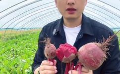 怎么挑选甜菜(甜菜的选购技巧及挑选要点)