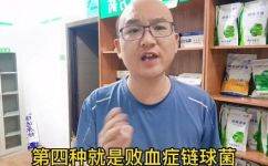 猪链球菌的防治(猪链球菌的预防和治疗需知)