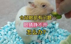 仓鼠的眼睛一只变红了是怎么回事(仓鼠眼睛变红，可能患了哪些疾病？)