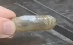 缢蛏的呼吸器官是什么(缢蛏的呼吸器官是什么？探究缢蛏生命的奥秘)