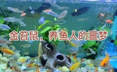 金苔鼠如何饲养(金苔鼠饲养指南：教你如何养活这个可爱的宠物)