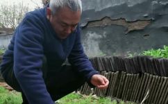 地龙是什么(地龙是什么？地龙的特点分类和应用简介)