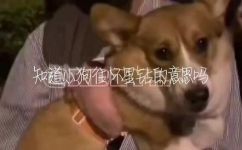 私生饭什么意思(私生饭的含义及由来解析最新流行语)