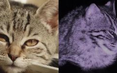 猫豹是什么动物(猫豹详解：了解这种动物的起源特征和生活习性)