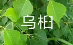 什么是树膏皮(树膏皮是什么？功效和用途详细介绍)