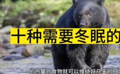 5种冬眠的动物有哪些(冬眠动物有哪些？探秘5种冬眠动物的生活方式)