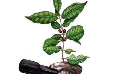 咖啡知识入门(掌握咖啡常识快速入门咖啡世界)
