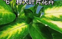 大叶子的绿植有哪些(绿植大叶子有哪些种类？)