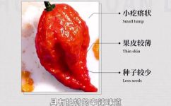 椒组词什么意思(椒组词定义及用法介绍 )