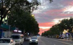 最后一片叶子概括(感人至深的小说最后一片叶子概括，令人动容，感动人心)