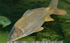 亚洲鲤鱼的特点(深入探究亚洲鲤鱼的特点与生态习性)