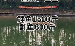 闲来垂钓碧溪上的作者是谁(揭秘碧溪上垂钓名家，精神文明休闲嗨翻天)