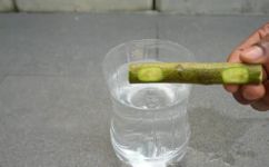 植物怎样繁殖(植物繁殖的方法和技巧，让你轻松实现绿植生长繁衍)