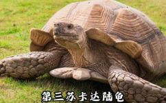 陆龟品种大全介绍(完整版陆龟品种大全介绍，了解你所养陆龟详细信息)