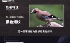 松鸦是几级保护动物(松鸦保护等级及相关政策解析)