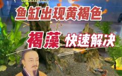 鱼缸长褐藻怎么办(如何有效清除鱼缸长褐藻，打造清新水景？)