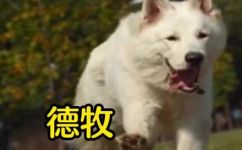 马犬和德牧的智商谁的高(马犬与德牧：谁更聪明？智商PK)