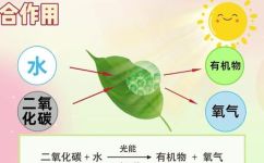 呼吸作用的公式(呼吸作用的公式与原理 )