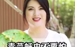 青菜上的蚜虫怎么来消灭(青菜上的蚜虫如何消除？)