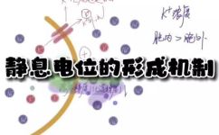 静息电位产生机制的形成条件(探究静息电位产生机制的关键条件)