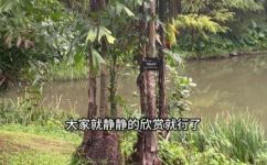 棵子植物有哪些(植物百科探究棕榈银杏松树等棵子植物的特点与种类)
