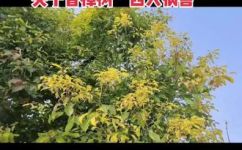 樟树叶子有什么特点(樟树叶子特点详解探究樟树叶子的形态生物学特性用途等方面内容)