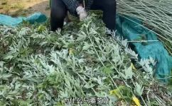 艾草与艾叶有什么区别(艾草和艾叶的区别，你真的了解吗？)