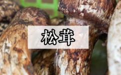 松茸有什么营养(价值？松茸的营养功效你需要了解)