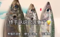 巴浪鱼又叫什么鱼(巴浪鱼别名是什么？详细解读巴浪鱼与其他同类鱼的区别)