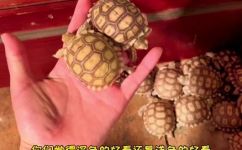 苏卡达陆龟是什么龟(苏卡达龟是哪种龟？)