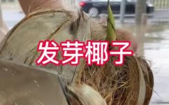 椰子里面的椰宝怎么吃(椰子里的椰宝，美味来袭如何正确食用？)