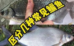 三角形扁扁的鱼叫什么(求解三角形扁扁的鱼是什么？名称种类外形特征大全)