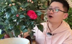 山茶花怎么养(如何养护山茶花，打造优美的花园景观)