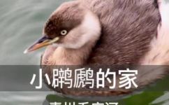 水鸭子学名叫什么(水鸭子的学名是什么？揭秘水鸭子的学名)