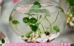 铜钱草如何种植(铜钱草的种植技巧步骤和注意事项)