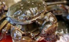 虾死了多久不能吃(虾死后多长时间不能食用？)
