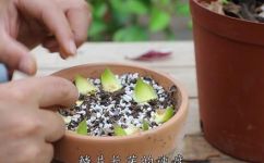 百合花一般生长在什么地方(百合花的生长环境与栽培技巧分享)