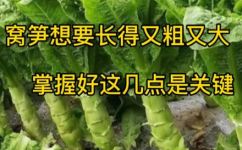 莴笋的种植方法及播种时间(莴笋种植攻略如何选好土地科学播种肥水管理？)