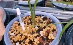 兰花炭属于什么(搜寻：兰花炭的品种及用途)