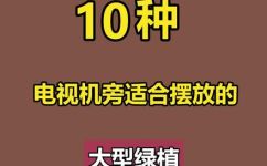 适合客厅摆放的绿植(如何选择适合客厅摆放的绿色植物？优质绿植推荐)