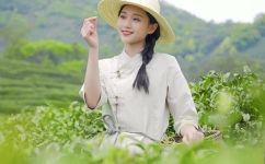 春茶有哪些(春茶品种大全，不容错过的美味茶叶推荐)