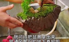 迎客松具体怎么养(如何养护迎客松，让迎客松更健康？)