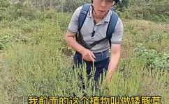 矮豚草包括哪些食物(矮豚草的食物有哪些？营养价值和食用方法)
