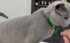 俄罗斯蓝猫掉毛吗(详解俄罗斯蓝猫是否易脱发，养猫技巧分享)