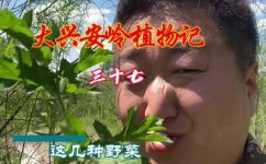 苦菜有几种(苦菜有几个品种？最全解析来了)