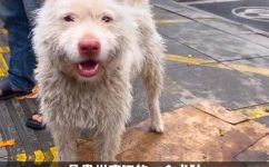我国纯种的凉山猎犬还有多少(我国纯种凉山猎犬数量现状：探寻历史文化遗产的宝藏)