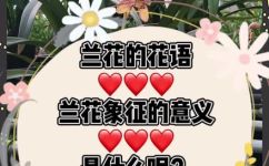 兰花的花语和象征意义(兰花的花语与象征意义详解)
