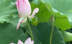 灼灼荷花瑞亭亭出水中原文及翻译(原文标题：灼灼荷花瑞亭亭出水)