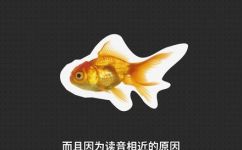 金鱼是什么意思(深入了解金鱼的起源特征和文化背景)
